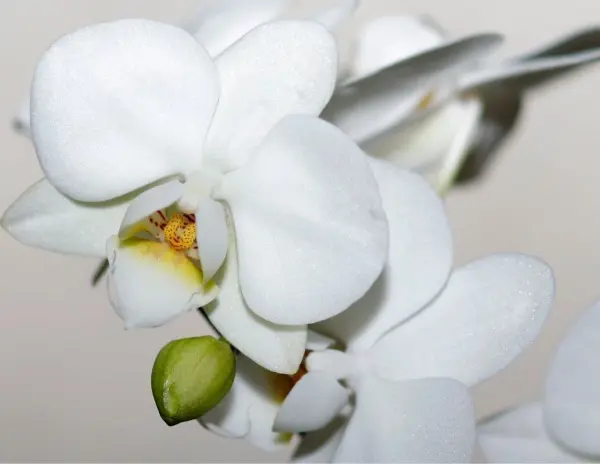 Weiße Orchideenblüten präsentieren sich elegant und lebendig vor einem neutralen Hintergrund, strahlend und frisch.