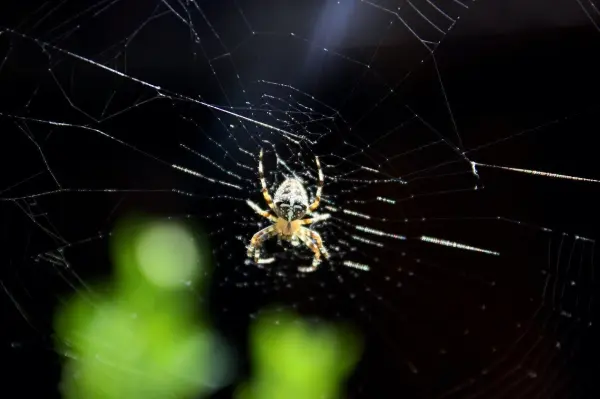 Eine Spinne sitzt in ihrem Netz, während sie auf einer Pflanze in einem hellen, natürlichen Umfeld fokussiert ist.