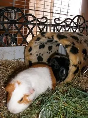Zwei Meerschweinchen erkunden eine gepunktete Kuschelröhre im Käfig, umgeben von Heu und Gitterstäben.