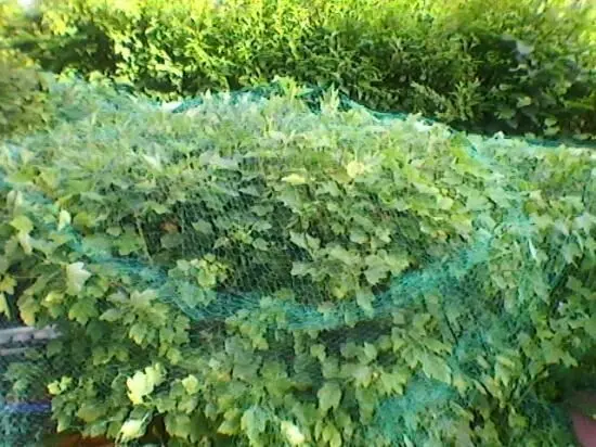 Ein hoher Johannisbeerstrauch ist mit einem Netz geschützt, um die Blätter in einem Garten zu sichern.