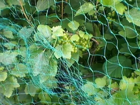 Johannisbeerstrauch ist von einem Schutznetz umgeben. Es verhindert den Zugang zu den grünen Beeren im dichten Laub.