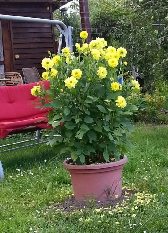 Ein blühender_topf mit gelben Dahlien steht im Garten, umgeben von grünem Gras und einem roten Sofa im Hintergrund.