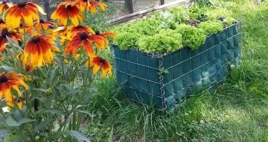 Im Garten stehen leuchtend orangefarbene Blumen neben einem Hochbeet mit frischem, grünem Salat, umgeben von Gras.
