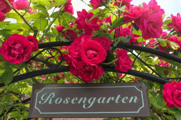 Wunderschöne rote Rosen blühen prächtig über einem Schild mit der Aufschrift „Rosengarten“ in einem grünen Garten.