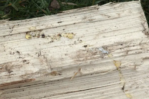 Ein Stück Holz liegt auf dem Boden, mit Resten von Baumharz und Schmutz auf der Oberfläche, umgeben von Gras.