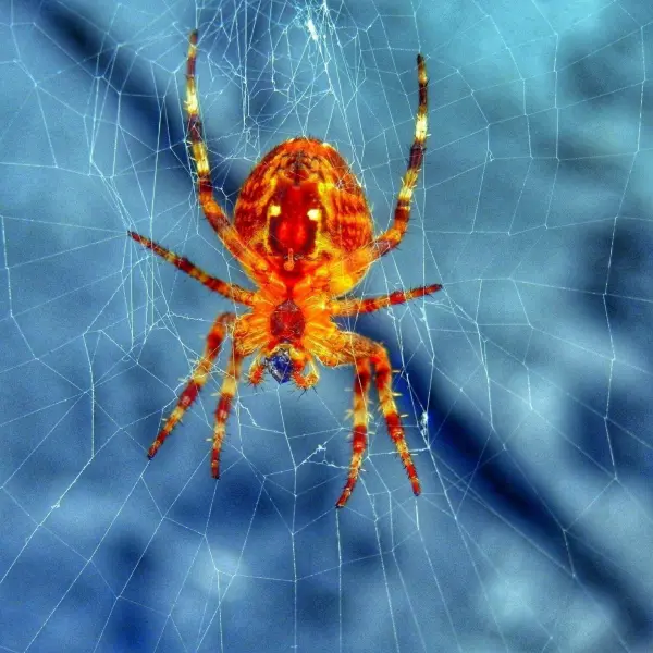 Eine rote Spinne sitzt in ihrem feinen Netz und beobachtet ihre Umgebung, in einem unscharfen, hellblauen Hintergrund.