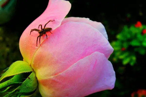 Eine Spinne sitzt auf einer rosa Rosenblüte. Sie scheint die Umgebung zu erkunden, umgeben von grünen Blättern.