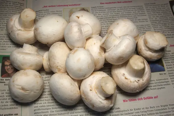 Frische Champignons liegen auf einer Zeitung und zeigen, wie man sie aufbewahren kann, um sie länger frisch zu halten.