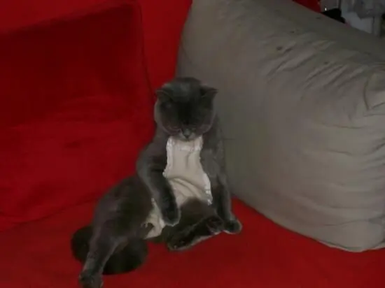 Eine Katze sitzt entspannt mit freiem Bauch auf einer roten Couch, neben einem grauen Kissen.