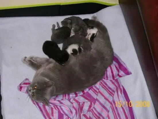 Eine graue Katze liegt entspannt auf einem rosa-gestreiften Tuch und säugt vier kleine Kätzchen in einem ruhigen Raum.