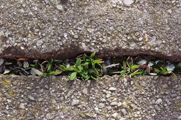 Grünliches Unkraut wächst aus einem Riss im grauen Asphalt, umgeben von einer harten, steinigen Oberfläche.