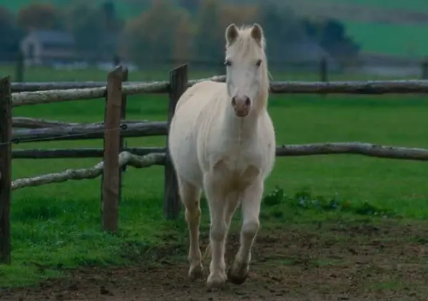 Ein weißes Pferd läuft auf einer Weide, umgeben von einem Holzzaun in einer grünen, ländlichen Umgebung.