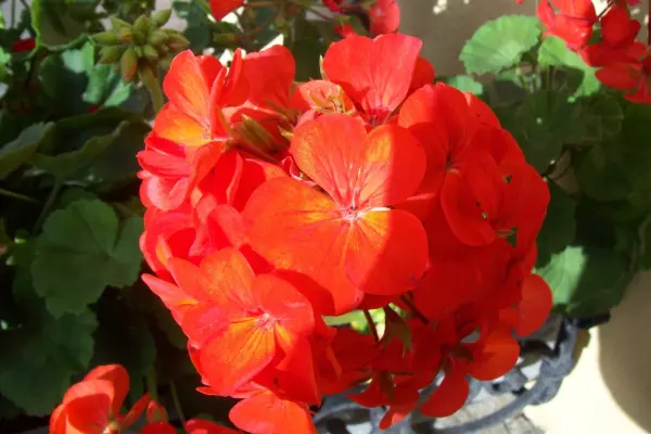 Rote Geranien blühen prächtig in einem Blumentopf, während sie in der warmen Sonne eines Gartens stehen.