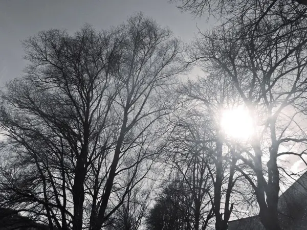 Hohe, kahle Bäume stehen im Vordergrund, während die Sonne hinter ihnen strahlt, was eine friedliche Stimmung schafft.