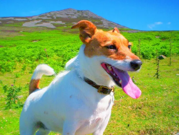 Ein fröhlicher Hund steht auf einer grünen Wiese und leckt sich die Lippen, während er die Umgebung erkundet.