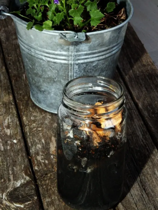 Ein Glas mit dunkler Flüssigkeit und Pflanzenresten steht auf einem Holztisch neben einem Metalltopf mit Pflanzen, um Trauermücken zu bekämpfen.