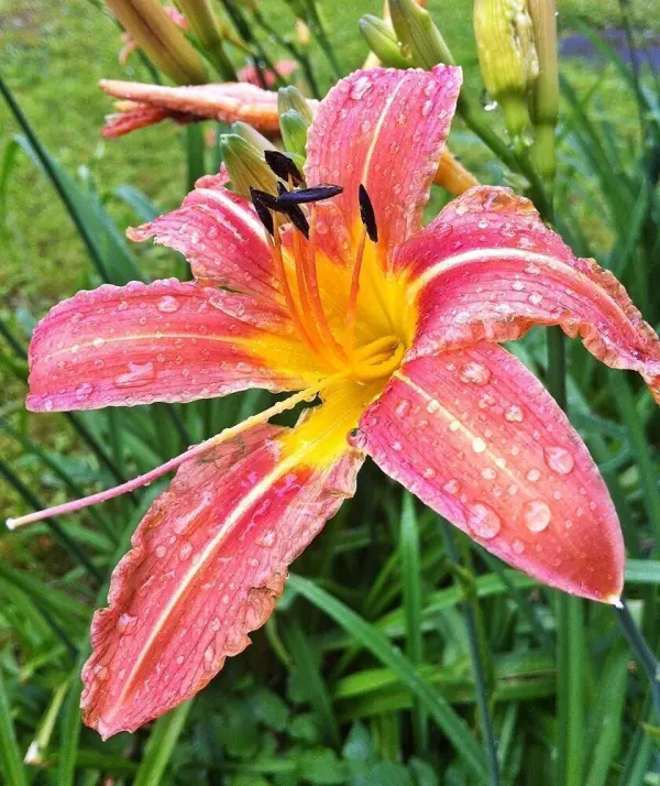 Eine rosa Lilie mit Wassertropfen blüht leuchtend und zieht Blicke in einem üppig begrünten Garten an.