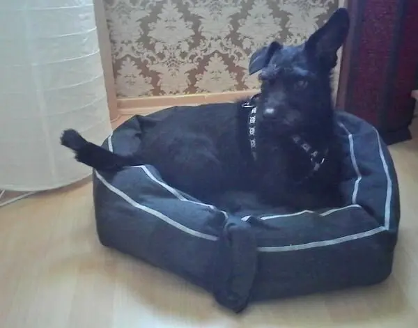 Ein schwarzer Hund liegt entspannt in einem selbstgemachten Hundebett aus Stoff, in einem gemütlich eingerichteten Raum.