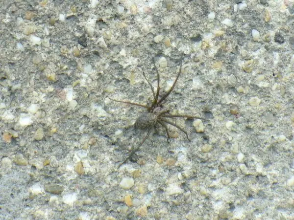 Eine Spinne krabbelt auf einer rauen, steinigen Wandoberfläche hinauf, von Kieselsteinen umgeben.