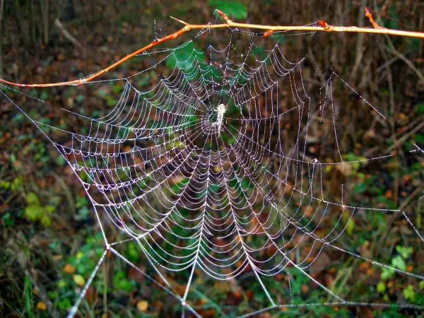 Ein mit Tautropfen bedecktes Spinnennetz spannt sich zwischen Ästen im Wald, während eine Spinne in der Mitte sitzt.