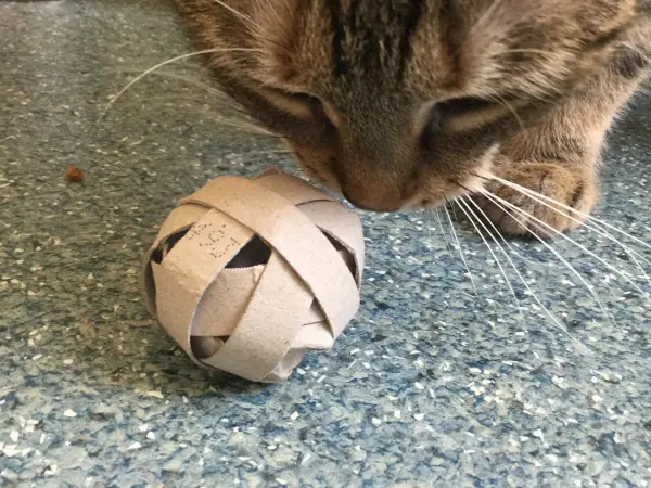 Eine Katze schnüffelt neugierig an einem selbstgemachten Katzenspielzeug, einer Kugel aus Papprollen, auf einem blauen Boden.