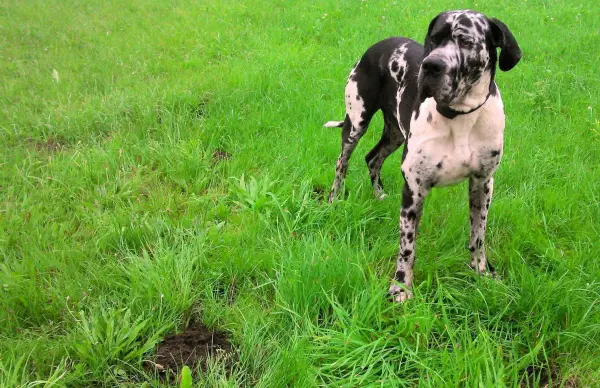 Ein Hund steht aufmerksam in einem grünen Grasfeld, umgeben von frischem, üppigem Gras, und beobachtet seine Umgebung.