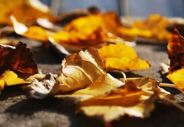 Gelbe und braune Herbstblätter liegen auf einem Gehweg und fangen das warme Sonnenlicht ein.