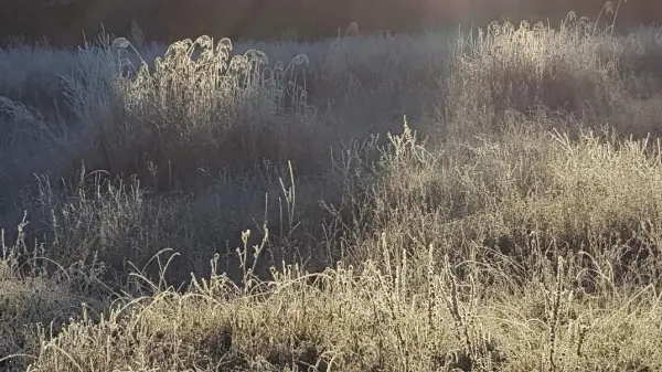 Hohe Gräser glitzern im Morgentau, während die Herbstsonne sanft über das Feld strahlt.