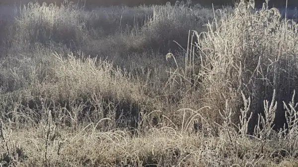 Frostbedeckte Gräser und Pflanzen glänzen in der Morgensonne, umgeben von einem nebligen, herbstlichen Landschaftshintergrund.
