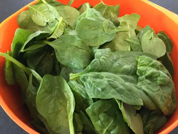 Frische Spinatblätter liegen in einer orangefarbenen Schüssel, bereit zur Verwendung für Maultaschen selbst machen.