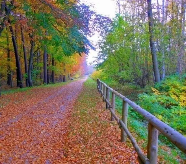 Ein schmaler Weg durch einen bunten Wald, auf dem fallende Blätter liegen, ideal zum Wandern und zur Vermeidung von Blasen an den Füßen.