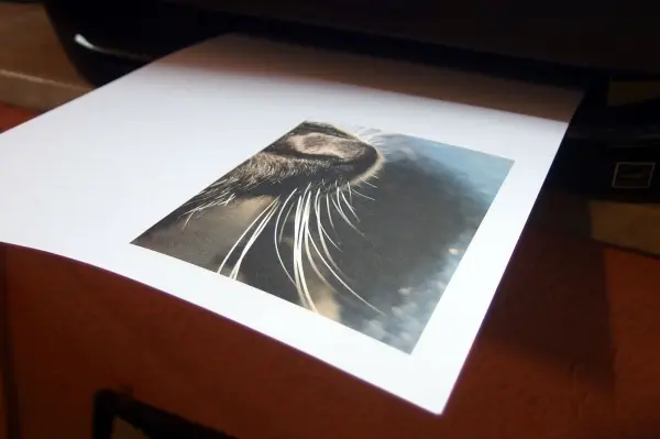 Ein Drucker gibt ein Bild mit feiner Druckqualität aus, während es auf einem Tisch in einem Büro platziert ist.