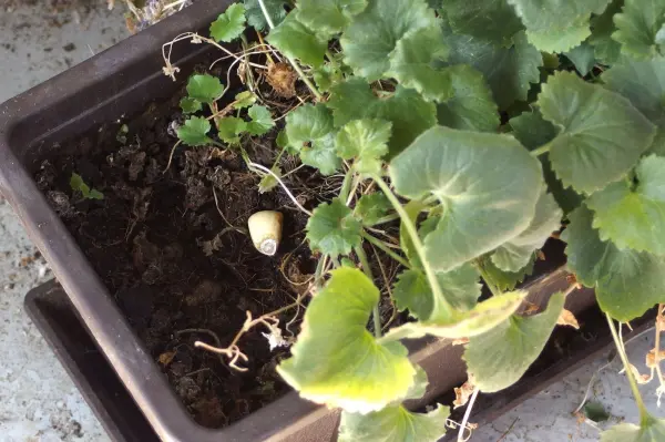 Eine Pflanze in einem Blumenkasten wächst über die Erde, während sich kleine Schädlinge und Überreste im Boden zeigen.