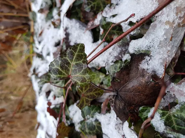 Efeublätter mit Schnee bedeckt, zeigen, wie Vögel im Winter nach Wasser suchen, während die Natur ruht.