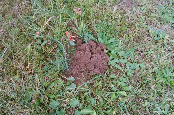 Ein Maulwurfshaufen aus Erde liegt auf einer Wiese, umgeben von Gras und kleinen Pflanzen, bereit zur Verwendung.