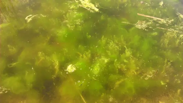 Im klaren Wasser des Gartenteichs schwimmt grüne Algenvegetation, die eine ruhige, natürliche Umgebung schafft.