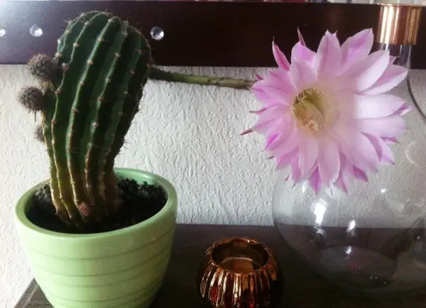 Ein Kakteen in einem grünen Topf steht neben einer Vase mit einer großen, rosa Blüte, umgeben von minimalistischem Dekor.