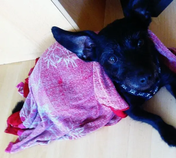 Ein schwarzer Hund liegt entspannt unter einem bunten Tuch auf einem Boden, umgeben von einer warmen Umgebung.