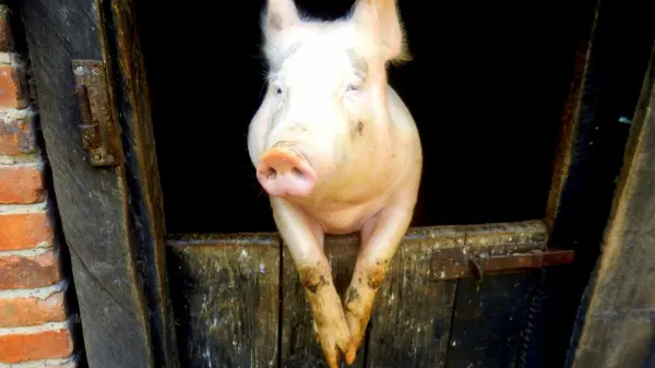 Ein Schwein schaut neugierig durch eine offene Tür im Stall, umgeben von dunklem Holz und Ziegelwänden.