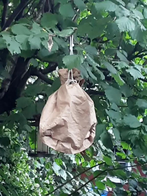 Ein braunes, papiernes Wespennest hängt zwischen grünen Blättern in einem Baum und hält Wespen fern.