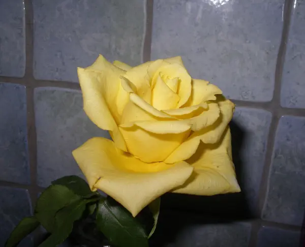 Eine gelbe Rose blüht vor einem Hintergrund aus grauen Kacheln, ihre Blütenblätter wirken frisch und detailliert.