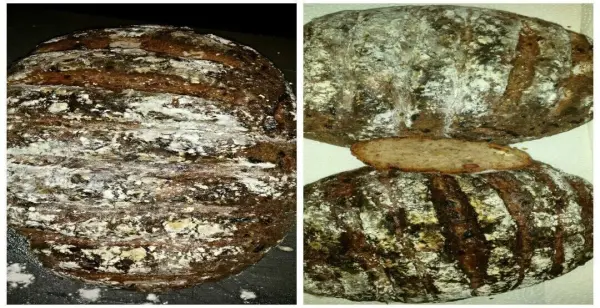 Ein herzhaftes, rundes Gourmetbrot liegt auf einem Tisch, mit einer rustikalen Kruste und einer glutenfreien, laktosefreien Textur.