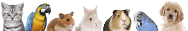Eine Reihe von Tieren, darunter eine Katze, ein Papagei und ein Hund, steht nebeneinander, was die Botschaft "Keine lebenden Tiere als Geschenk" visuell unterstützt.