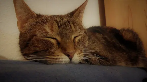 Eine schlafende Katze liegt entspannt auf einer blauen Unterlage in einem ruhigen Raum, ideal für ein Geschenk.