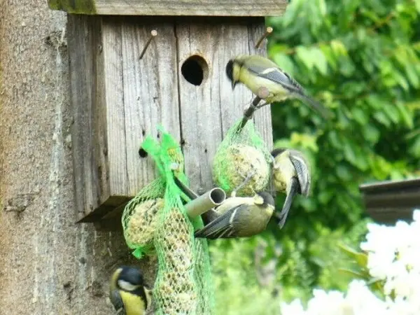 Kleine Vögel füttern sich an einem grünen Netz mit Futter vor einem Vogelnistkasten in einer grünen Umgebung.