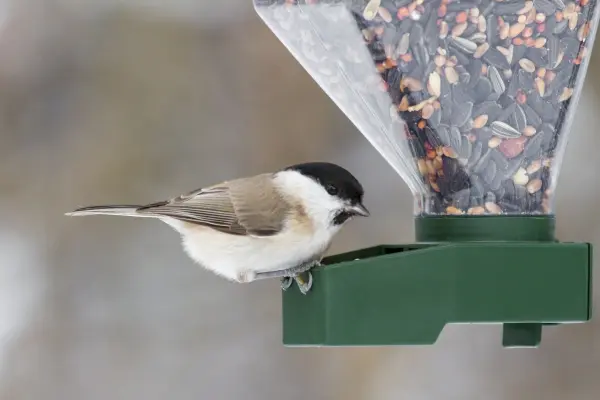 Ein kleiner Vogel sitzt an einem Futterspender und pickt nach Futter, um sich im Winter zu ernähren.