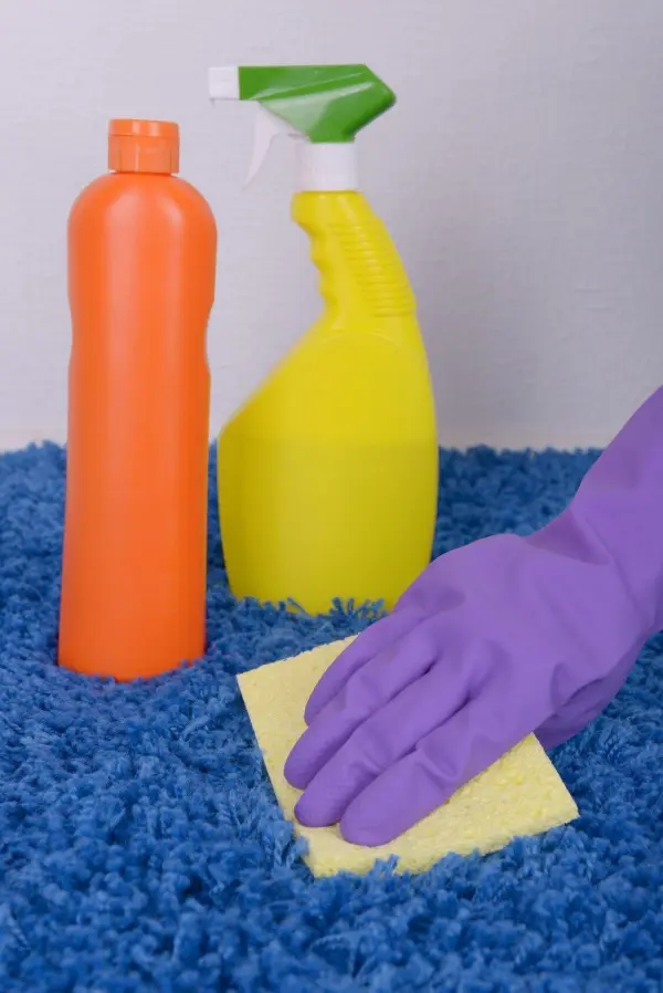 Ein lila Einweghandschuh wischt mit einem Schwamm über einen blauen Teppich, während zwei Reinigungsflaschen daneben stehen.