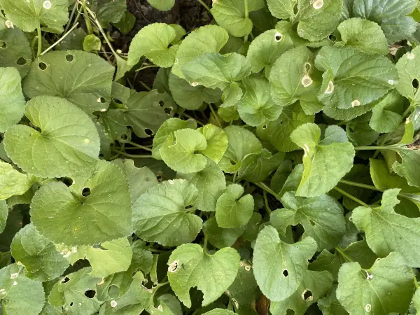 Grüne Pflanzenblätter mit Fraßspuren zeigen, dass Schädlinge im Garten aktiv sind und Schaden anrichten.