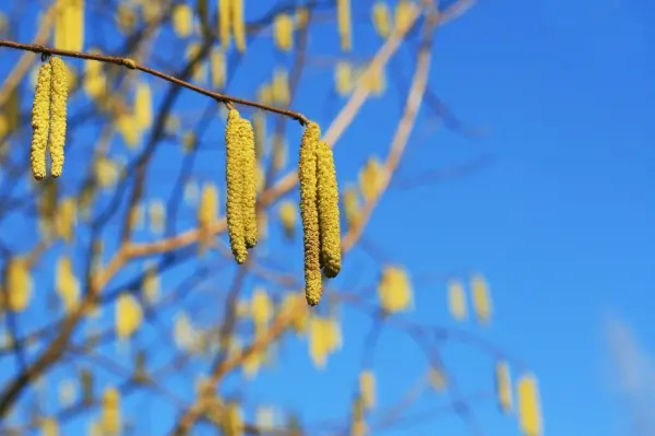 Gelbe Blütenstände hängen von einem Ast, während sie im blauen Himmel der Frühlingszeit Pollen für Heuschnupfen produzieren.