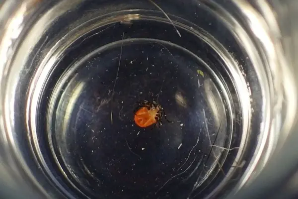 Eine Zecke liegt in einem leeren Glas. Das Glas steht auf einem Tisch, um das Entfernen der Zecke zu zeigen.